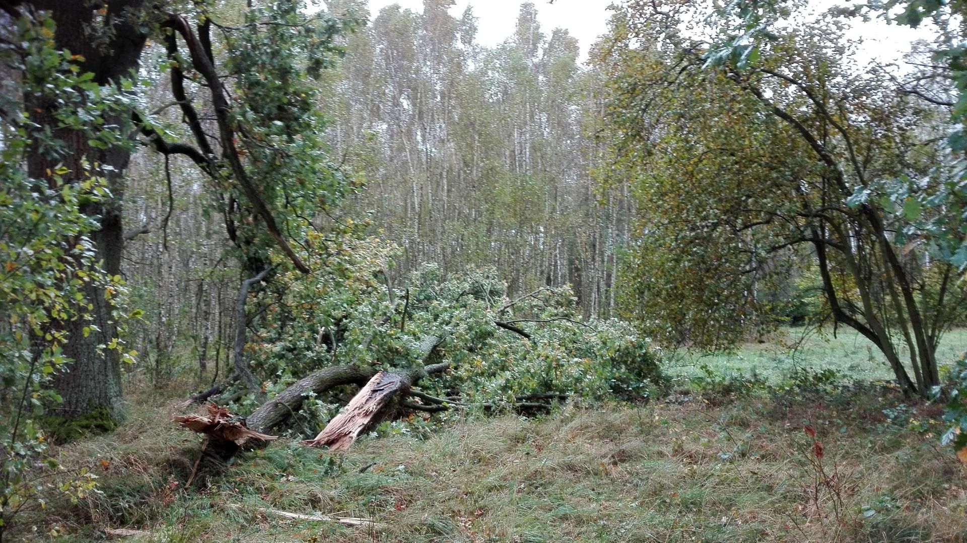Leśnictwo Złotnik Fot. Zbigniew Łaniewski
