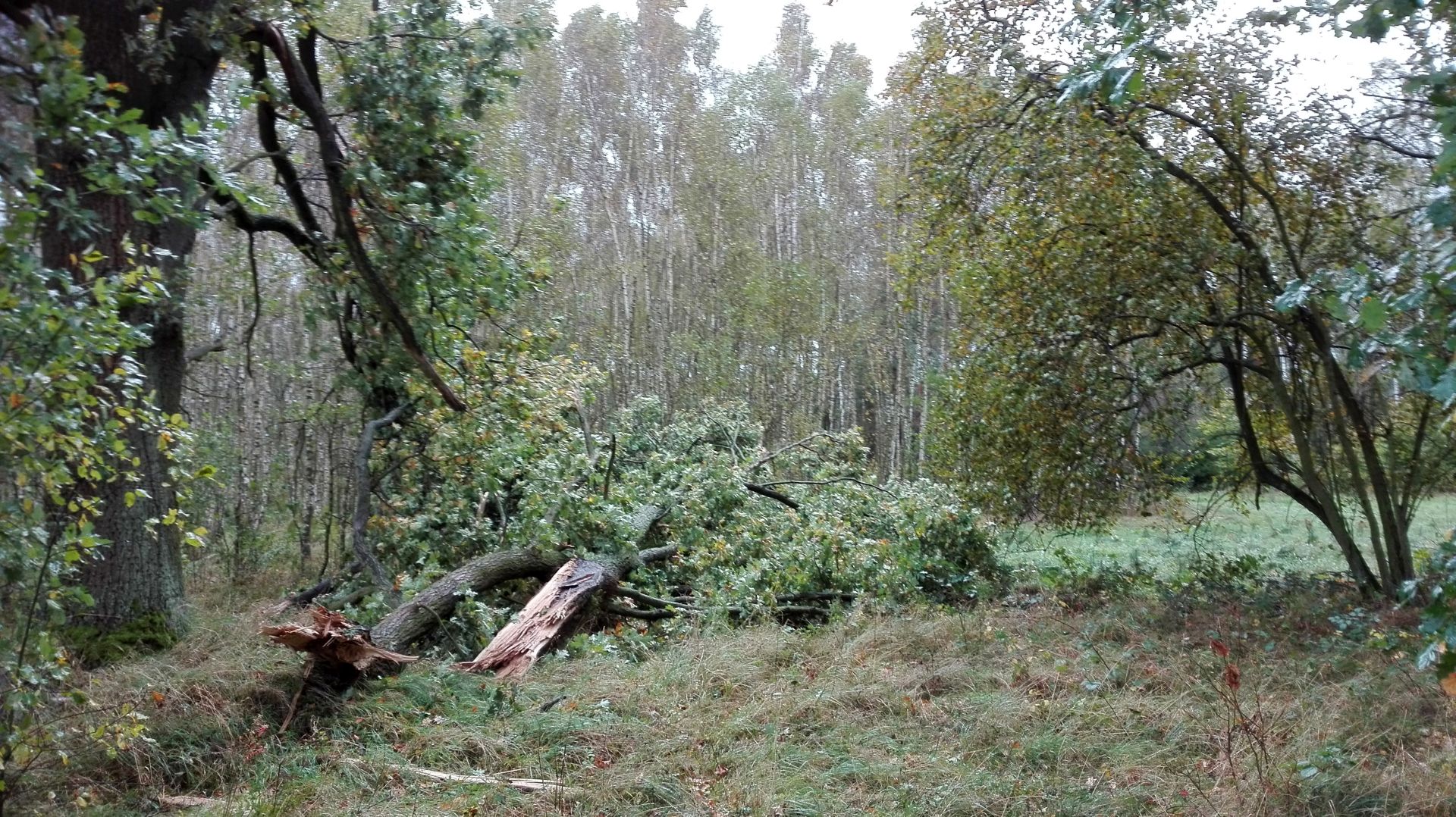 Leśnictwo Złotnik Fot. Zbigniew Łaniewski