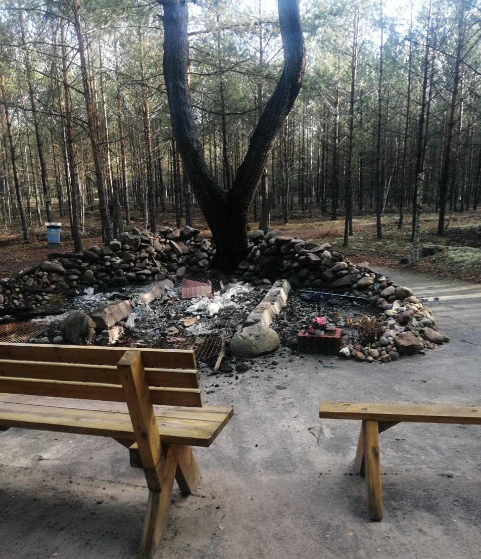 Jedynie „bohaterska” sosna oparła się leśnemu żywiołowi – skutki pożaru z grudnia 2019 r. (fot. archiwum Nadleśnictwa Lipinki)