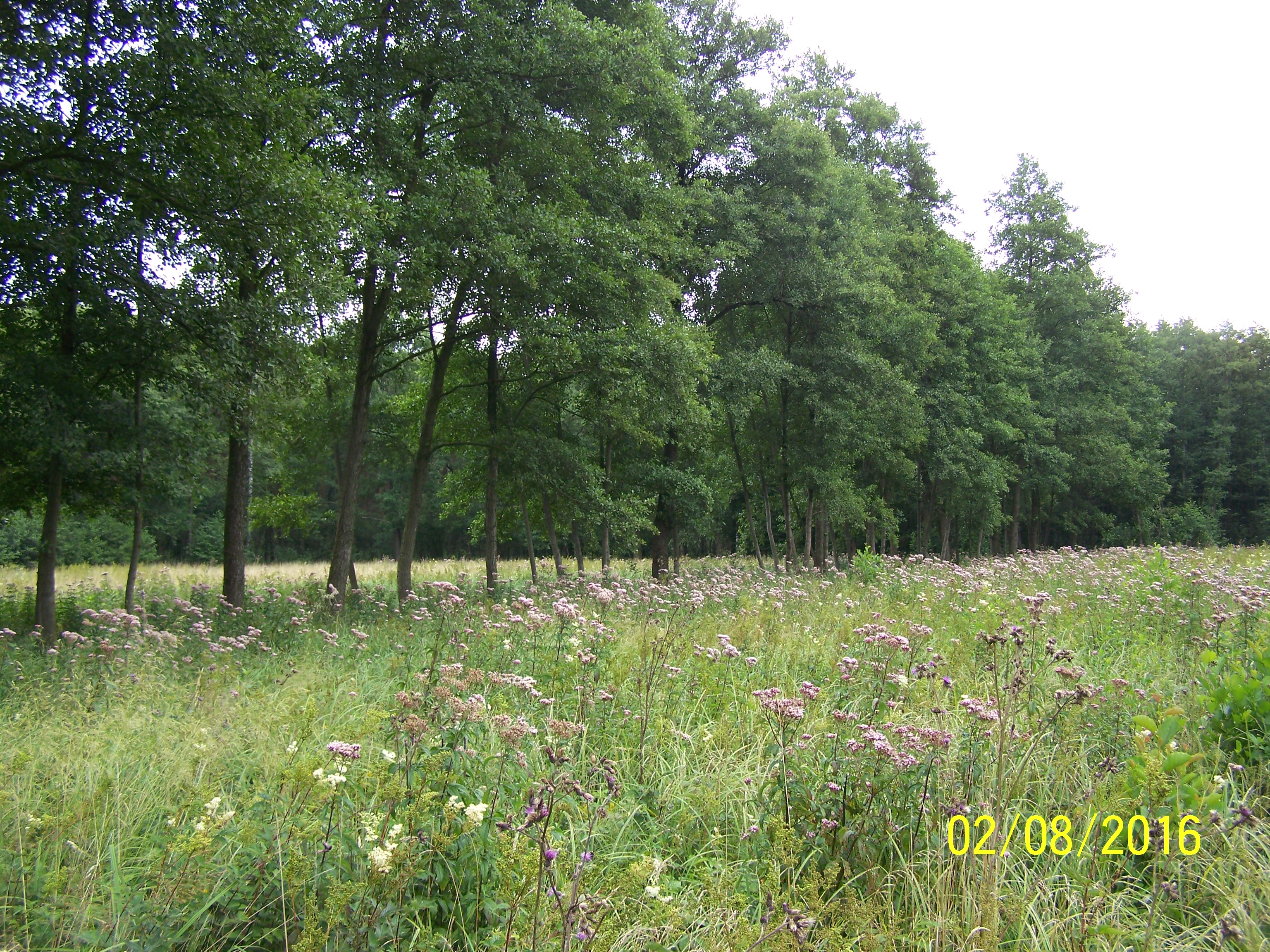 Enklawa kwiatów, traw i ziół pośród leśnych ostępów (fot. Michał Szczepaniak; Nadleśnictwo Lipinki)