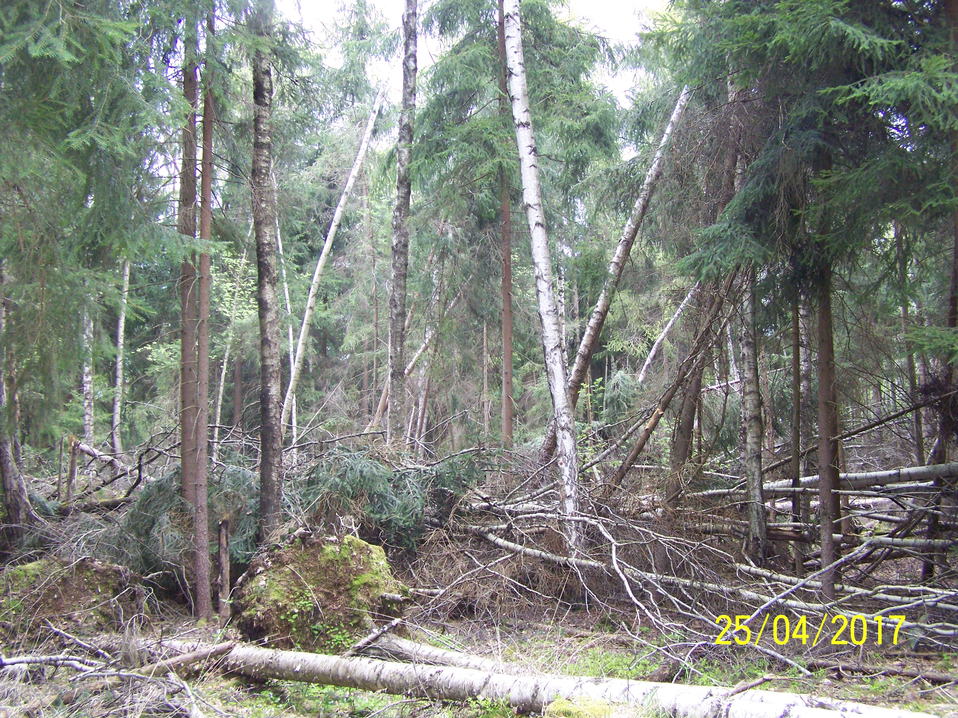 Zdj. 4. Leśny żywioł „wykreślił” las z turystycznej mapy  (fot. Michał Szczepaniak, Nadleśnictwo Lipinki)