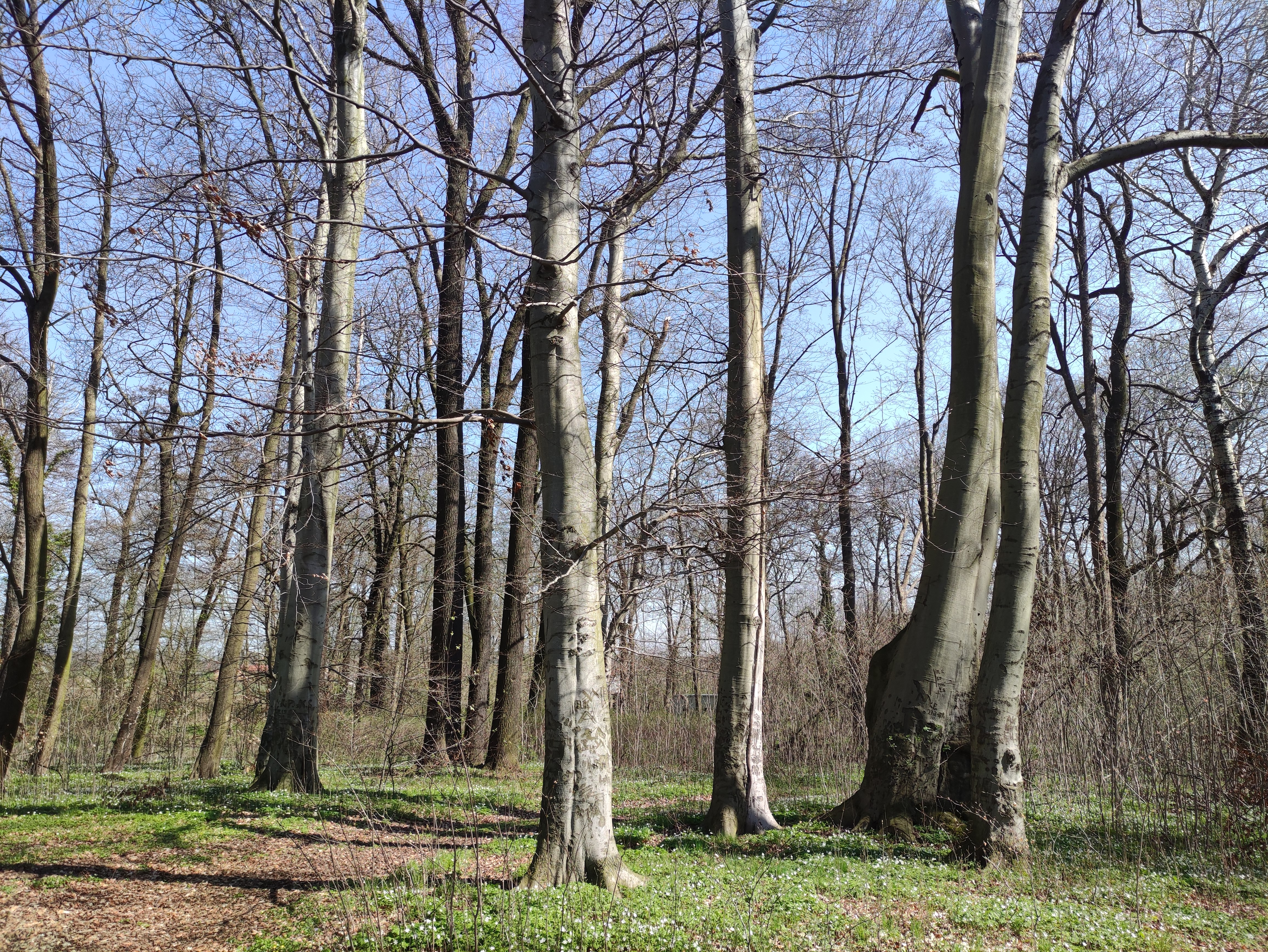 Zdj.4. Drzewostan parkowy w miejscowości Kadłubia  (fot. Michał Szczepaniak, Nadleśnictwo Lipinki)