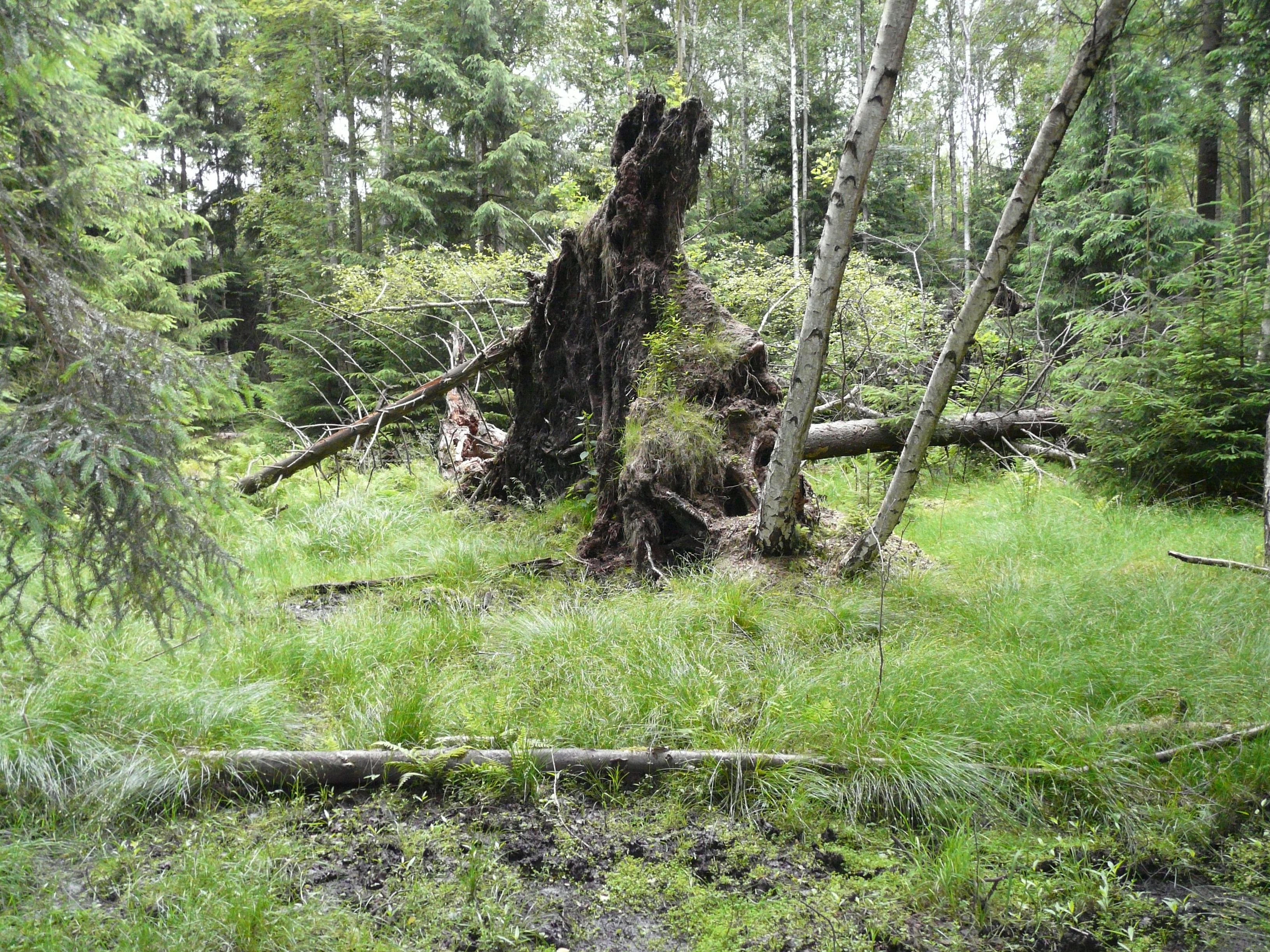 Zdj.3. Dzikość natury w pełnej krasie – leśna ostoja w Nadleśnictwie Lipinki (fot. Archiwum Nadleśnictwa Lipinki)