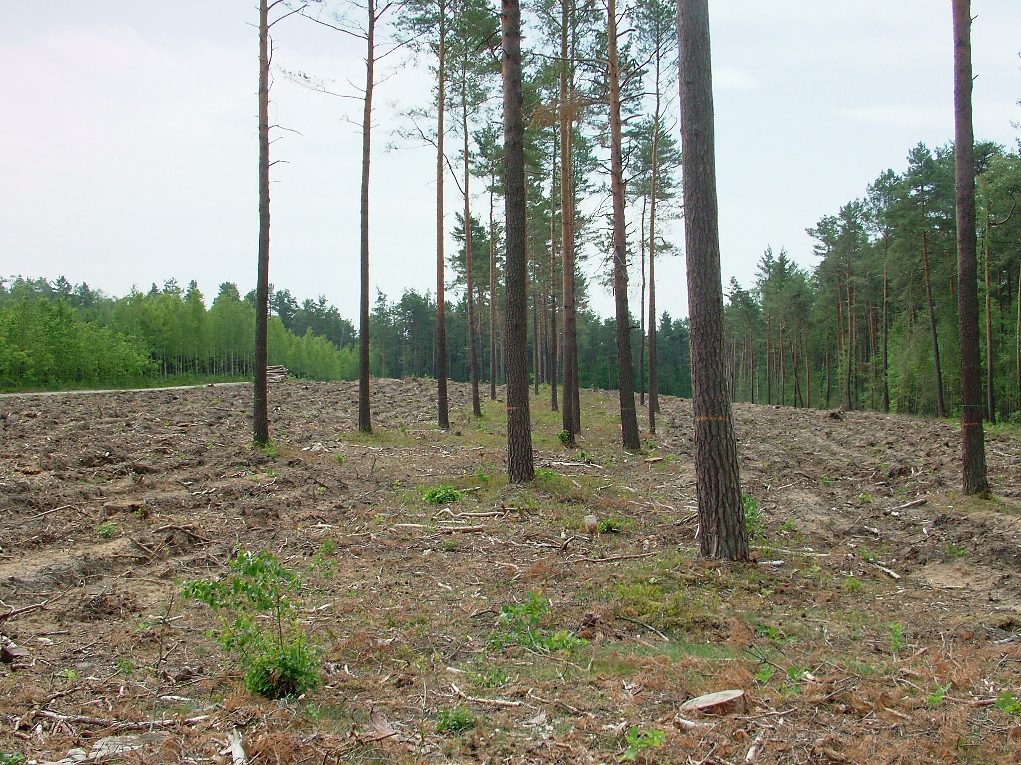 Zdj.4. Las darzy – leśne gospodarstwo sosnowe w pełnej odsłonie (fot. Michał Szczepaniak, Nadleśnictwo Lipinki)