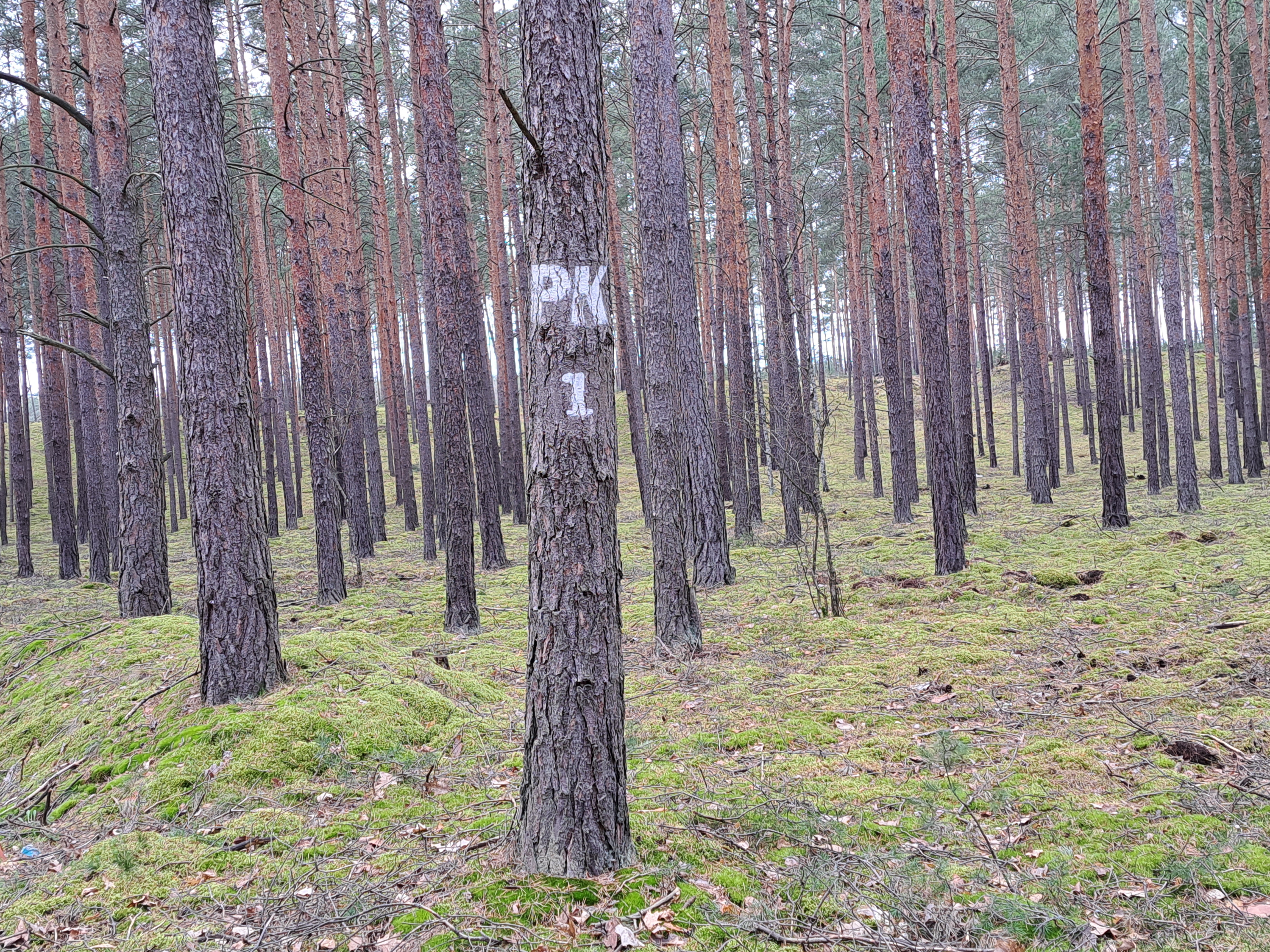 Zdj. 3. Powierzchnie leśnej „profilaktyki zdrowotnej” (Radosław Grzeca, Nadleśnictwo Lipinki)