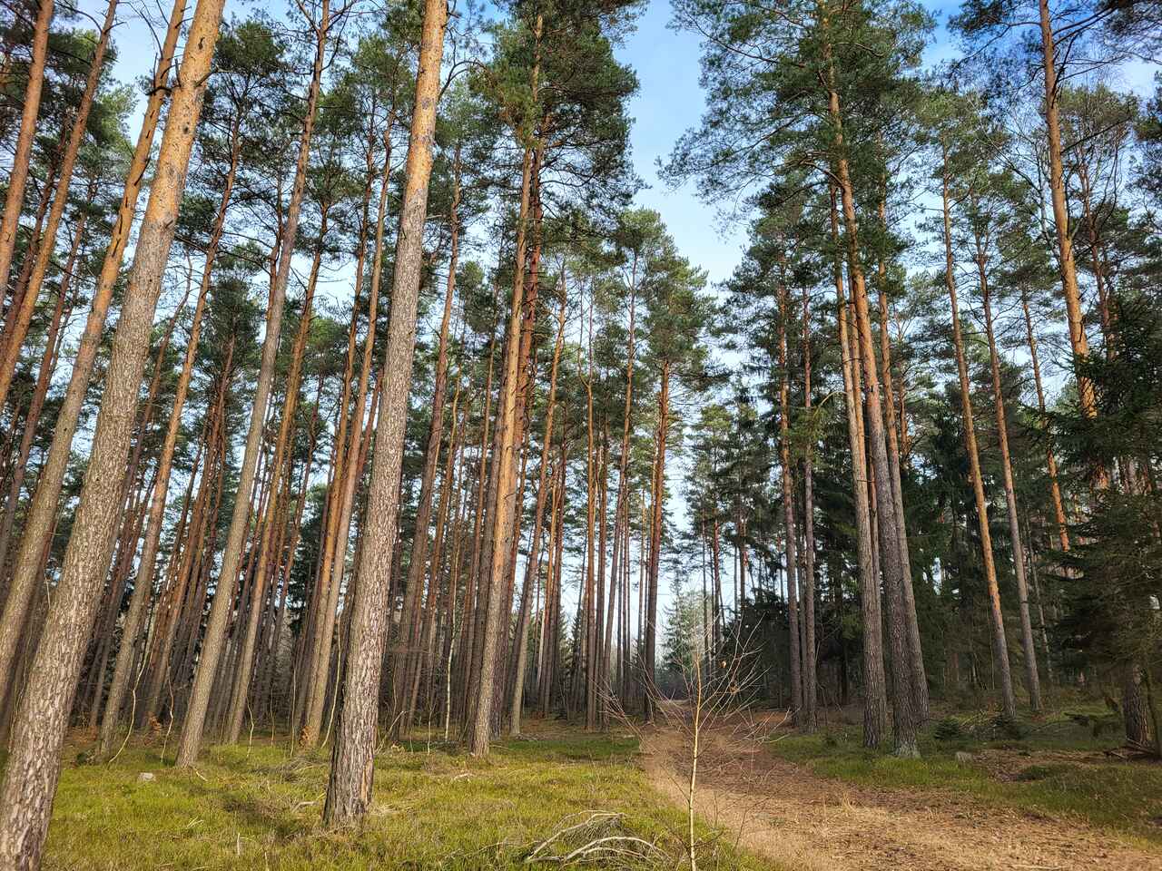 Zdj. 4. Modelowy drzewostan do zainicjowania naturalnego odnowienia  (Michał Szczepaniak, Nadleśnictwo Lipinki)