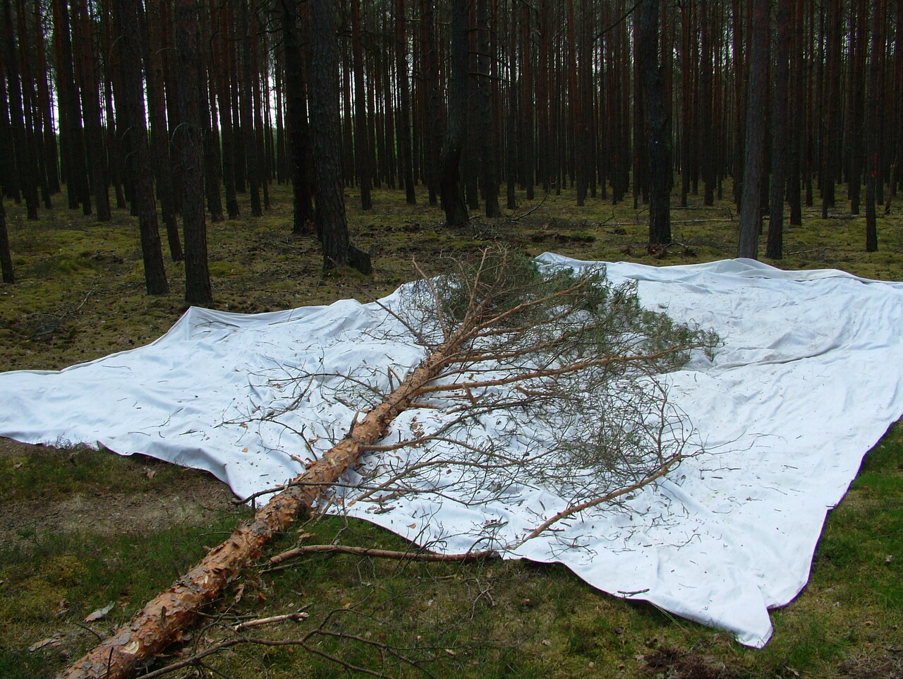 Zdj. 6. Prognozowanie z wykorzystaniem ścinki drzew na płachtę (Michał Szczepaniak, Nadleśnictwo Lipinki)