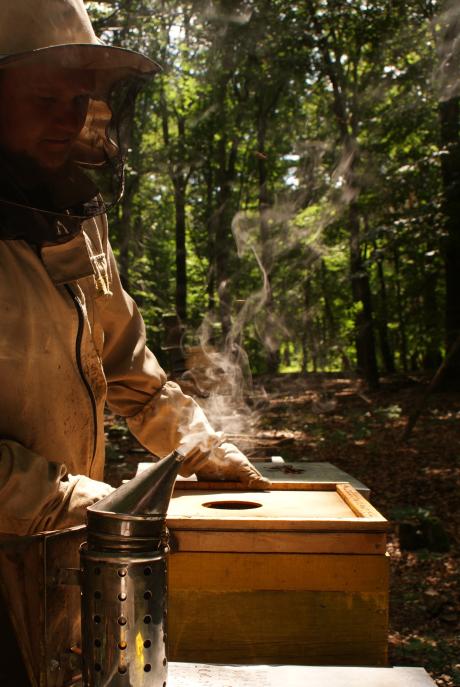 Lokalizowanie pasiek na gruntach Lasów Państwowych
