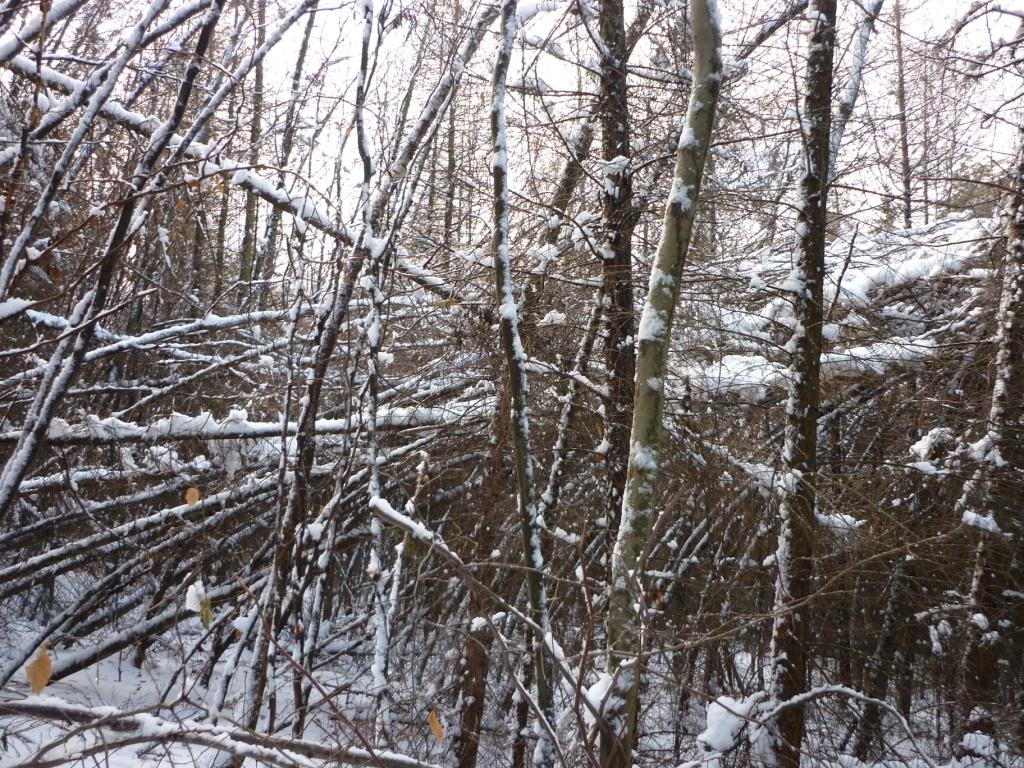 Szkody spowodowane śniegołomami w leśnictwie 2012 w Ohorn, powiat Bautzen. Źródło: Saksońskie Lasy Państwowe.
