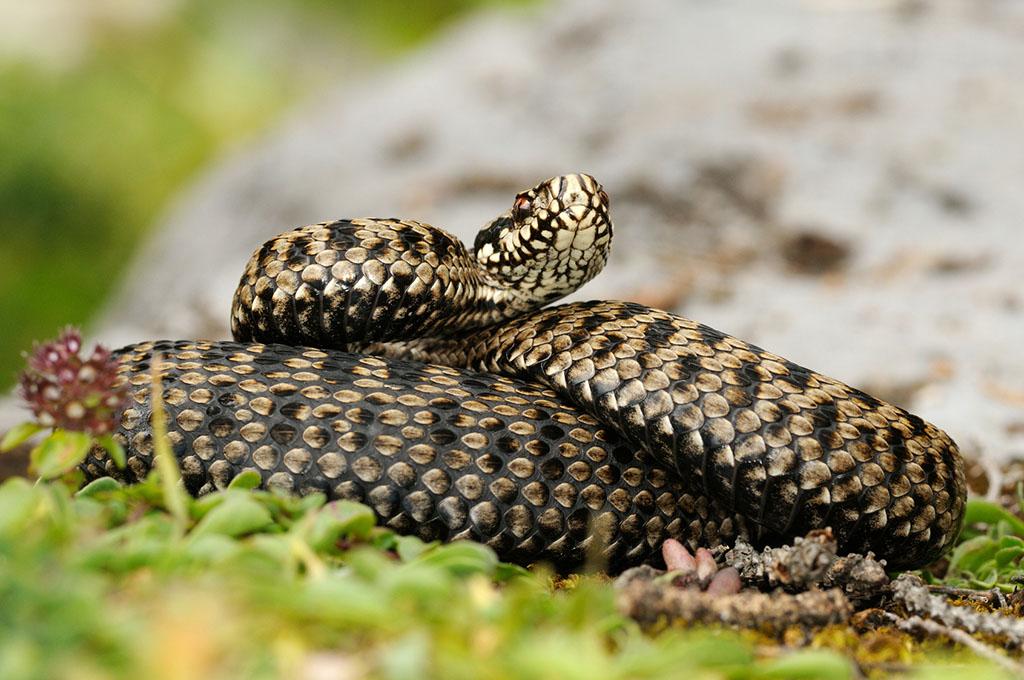 Common Adder is one of the protected animal species having its habitat in Lipinki Forest District. By Matteo/Fotolia  