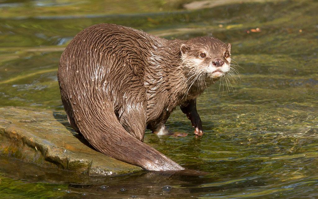 With a bit of luck you might stand eye to eye with an otter in Żarski Forest. By Michaklootwijk/Fotolia