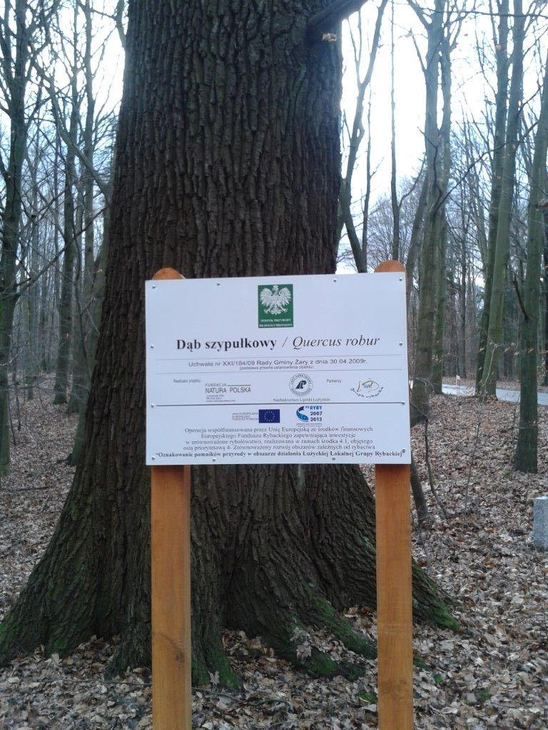 Tablice informacyjne na przykładzie pomnika przyrody w Zielonym Lesie Fot. Aleksander Boniec