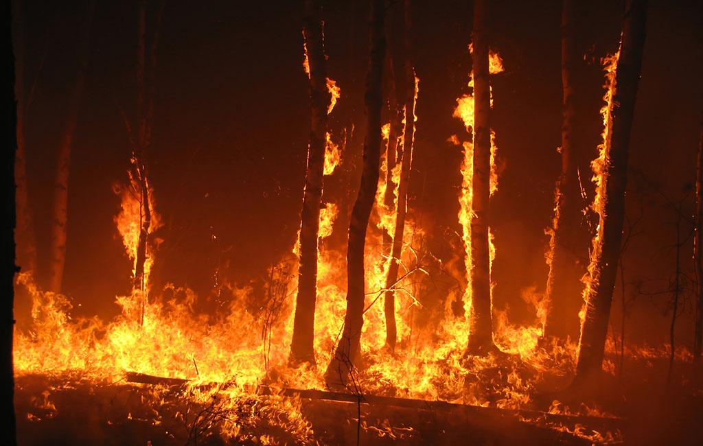 The most common cause of forest fires is arson. By Evgeny Dubinchuk/Fotolia