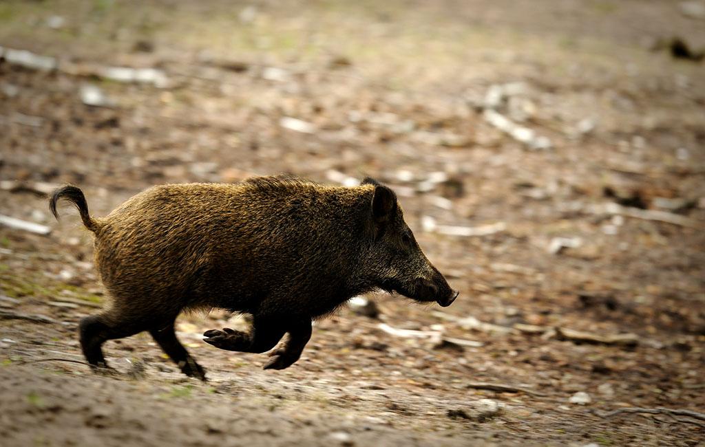 Boar. By Wojciech Nowak/Fotolia