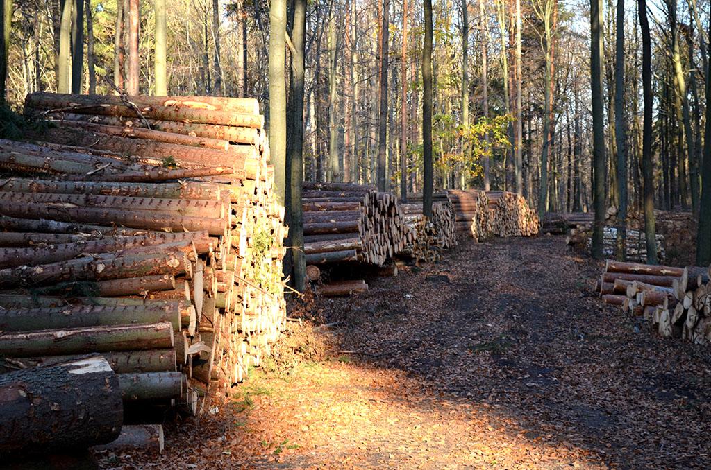 Wielkość pozyskiwania drewna jest określana w planie urządzania lasu. Fot. Rafał Michalewski