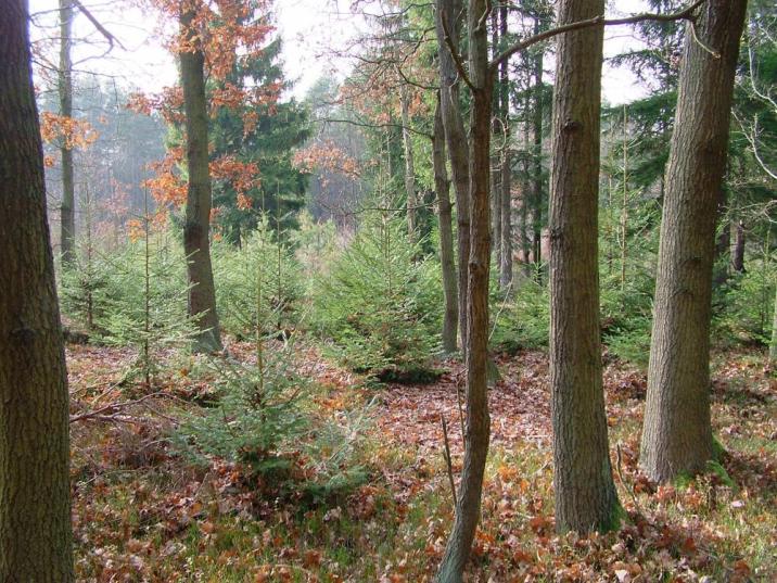 &#x22;Łużycka&#x20;Knieja&#x22;&#x20;Nadleśnictwa&#x20;Lipinki